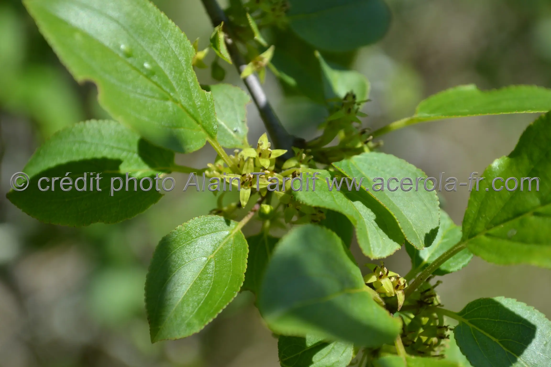 Rhamnus cathartica Rhamnus cathartica ou nerprun purgatif