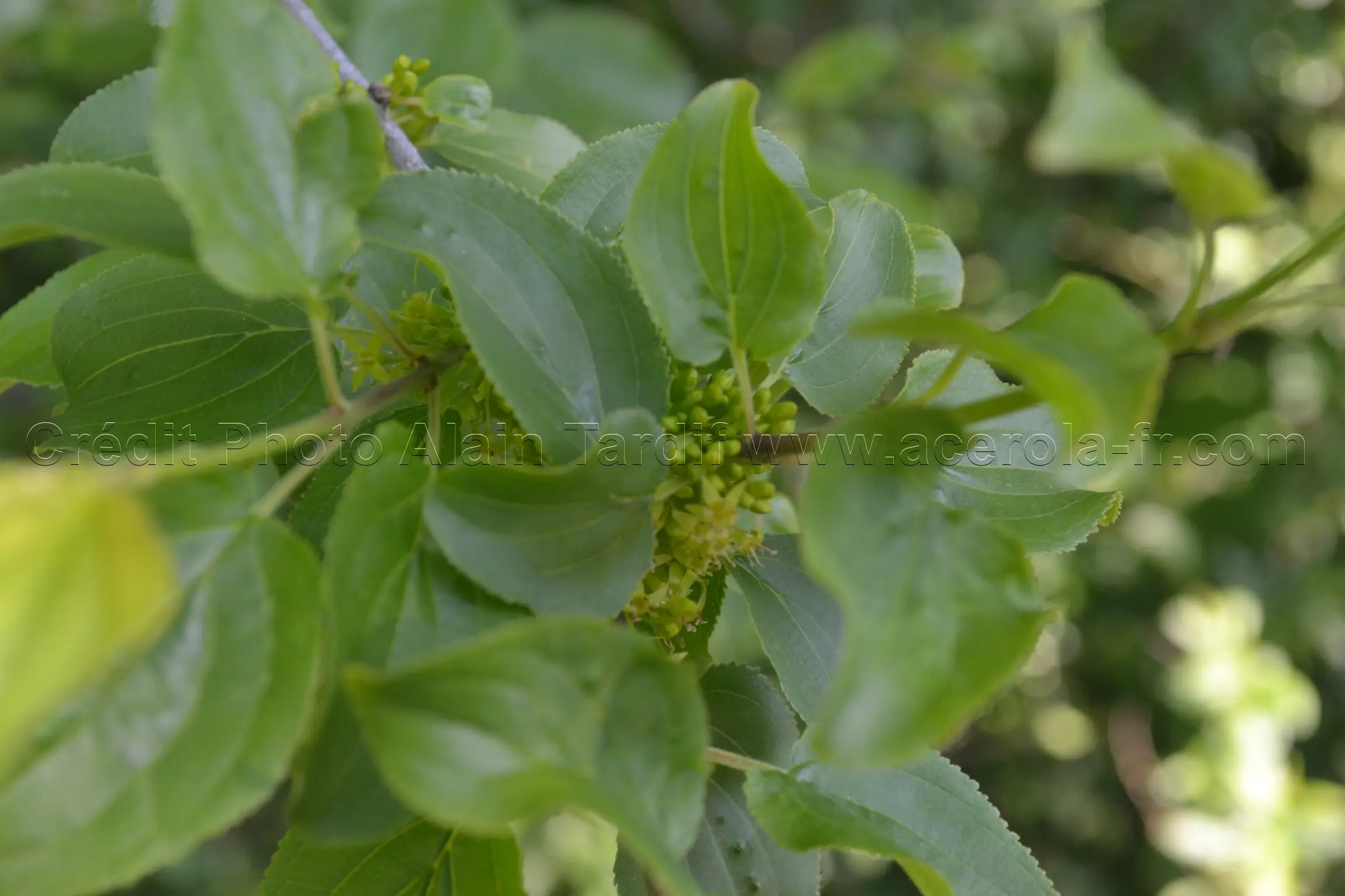 Rhamnus cathartica 2 Rhamnus cathartica ou nerprun purgatif