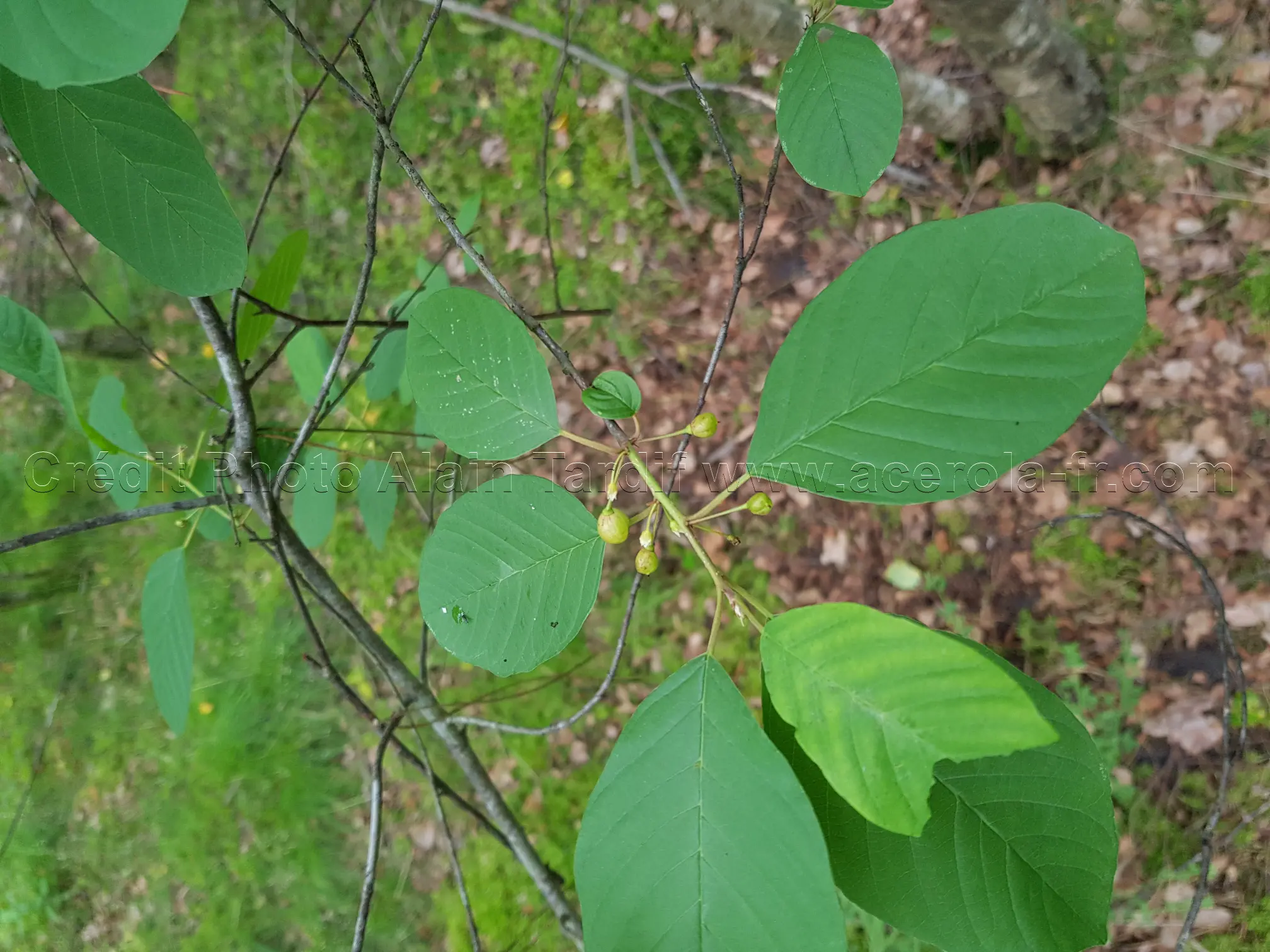 Rhamnus frangula 4 Rhamnus frangula ou bourdaine