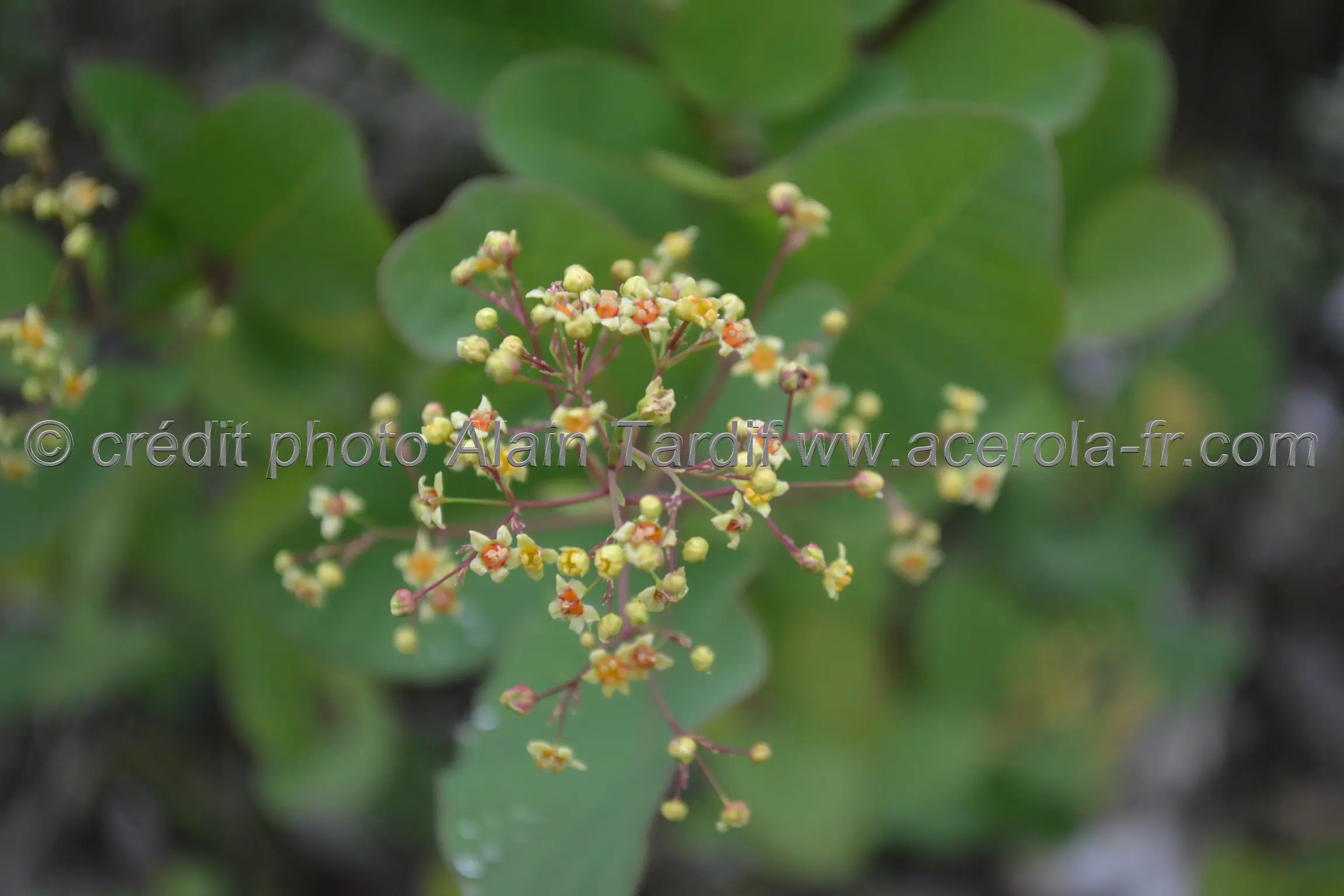 Rhamnus frangula3 Rhamnus frangula ou bourdaine