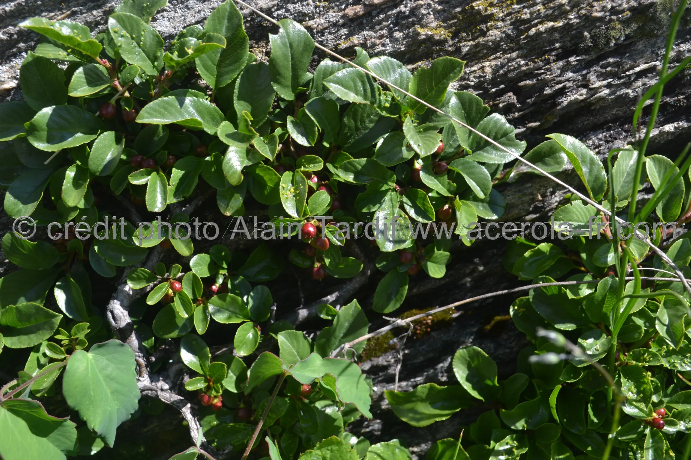 Rhamnus pumila nerprun nain ou Rhamnus pumila