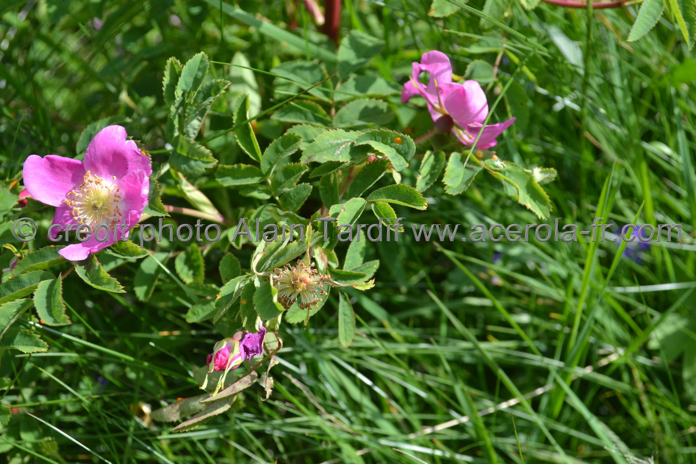 Rosa alpina 2 Rosa alpina ou rosier des Alpes