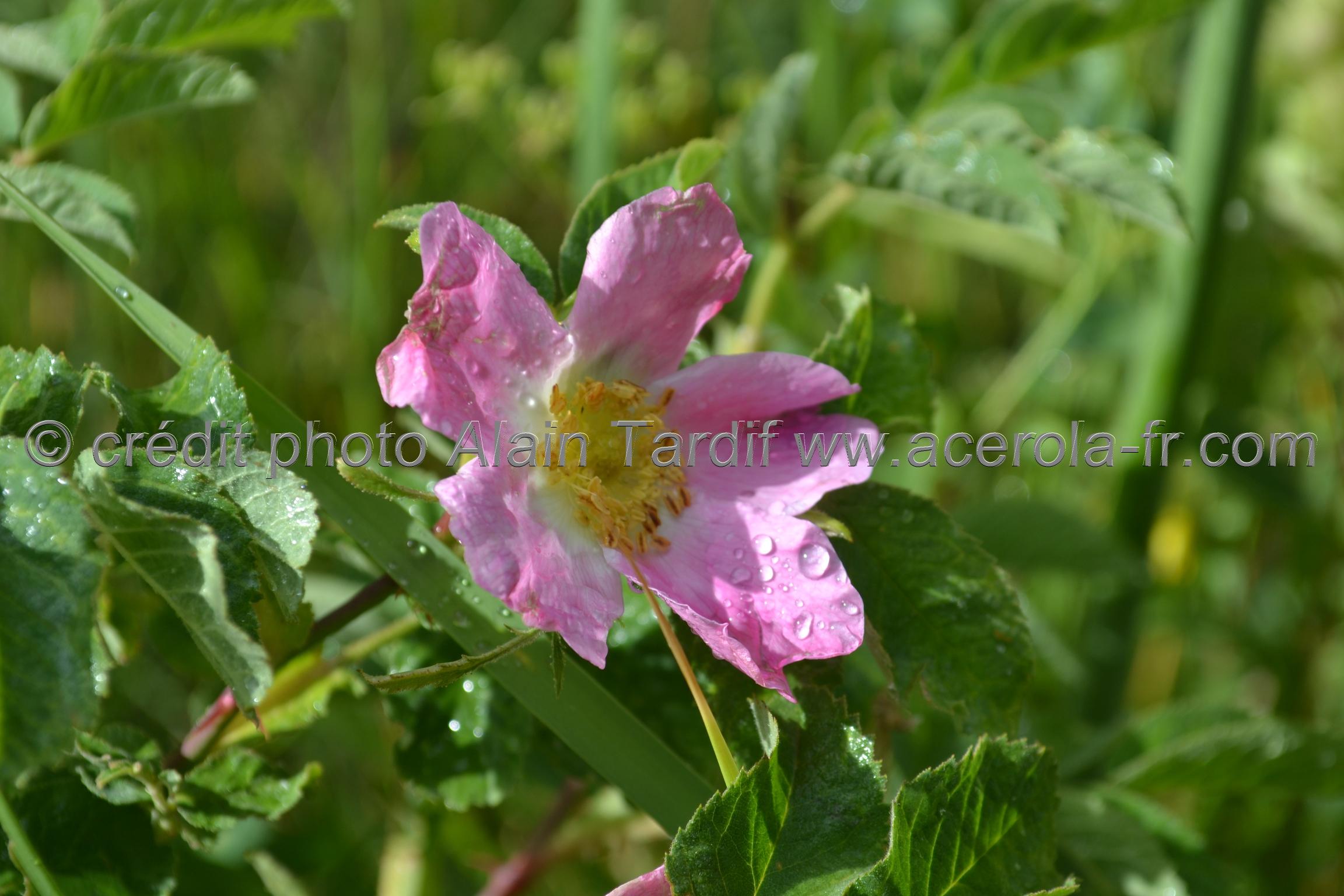 Rosa alpina 3 Rosa alpina ou rosier des Alpes