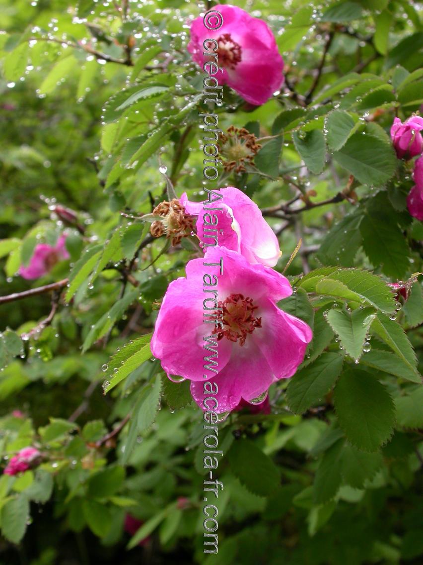 Rosa alpina 4 Rosa alpina ou rosier des Alpes