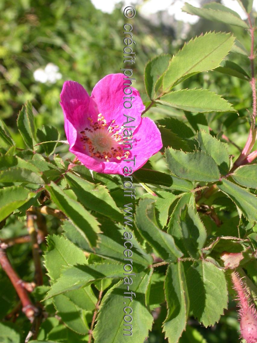 Rosa alpina 5 Rosa alpina ou rosier des Alpes