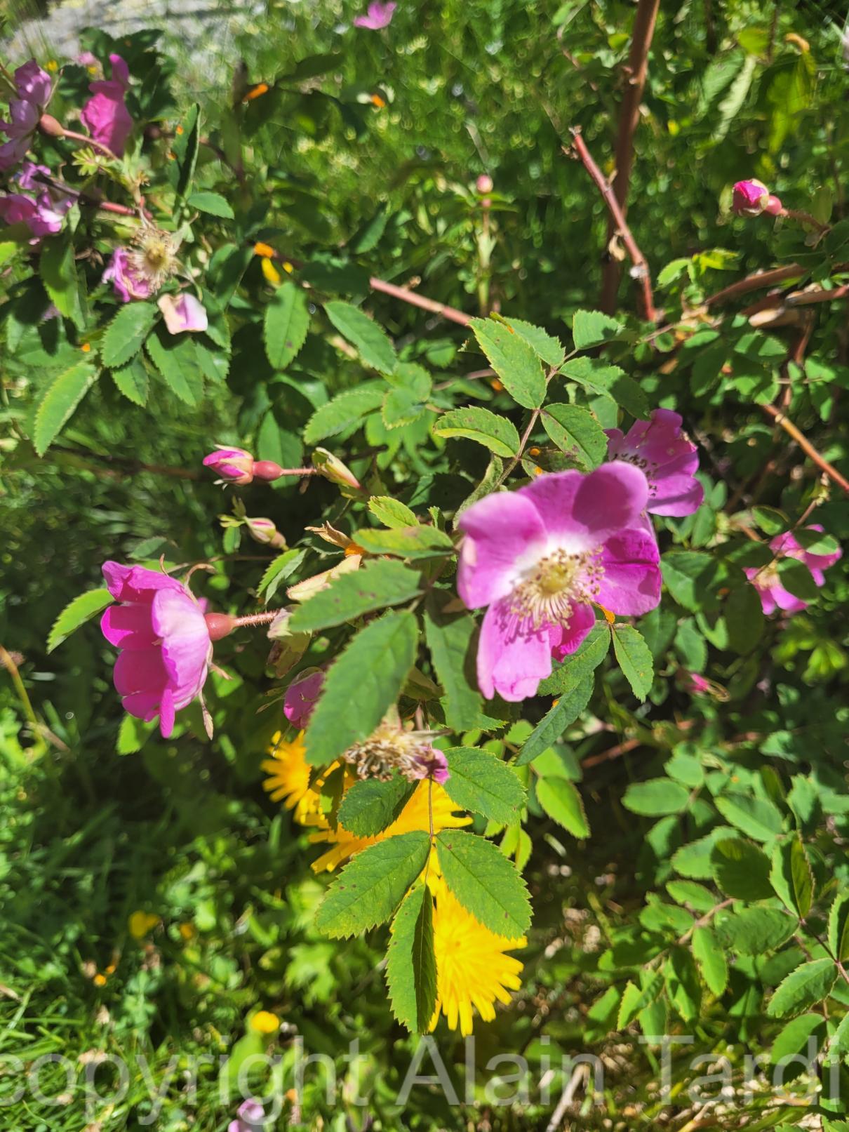 Rosa alpina 6 Rosa alpina ou rosier des Alpes