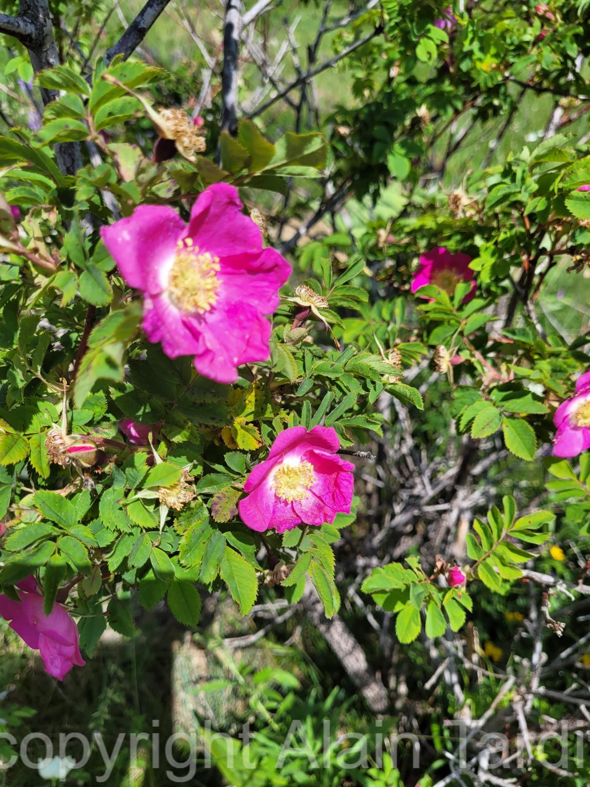 Rosa alpina 7 Rosa alpina ou rosier des Alpes