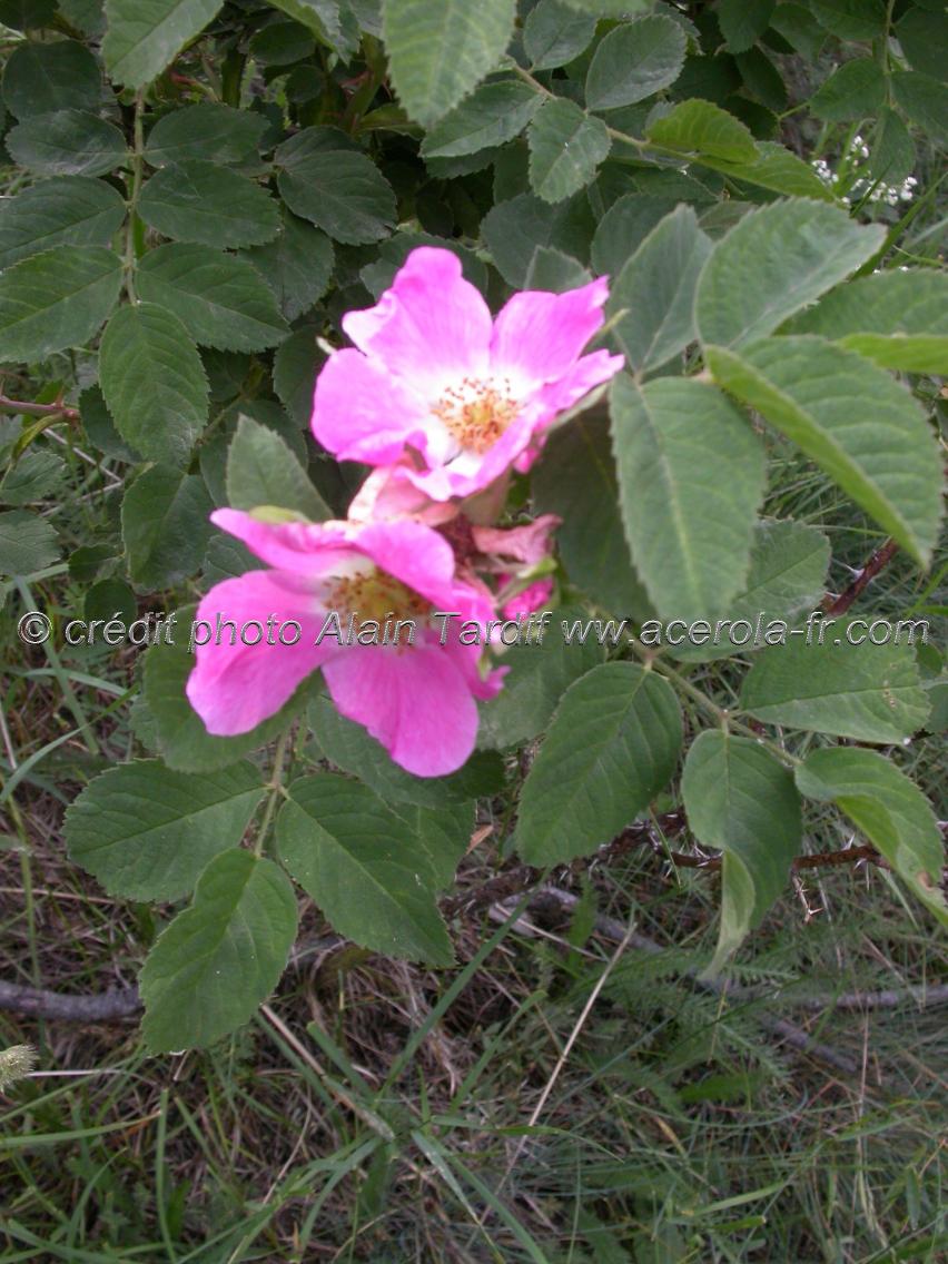 Rosa alpina Rosa alpina ou rosier des Alpes