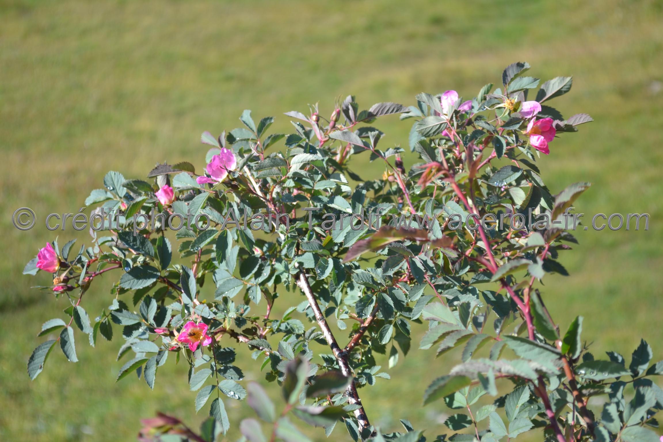 Rosa rubrifolia 2 Rosa rubrifolia ou rosier à feuilles rougeâtres