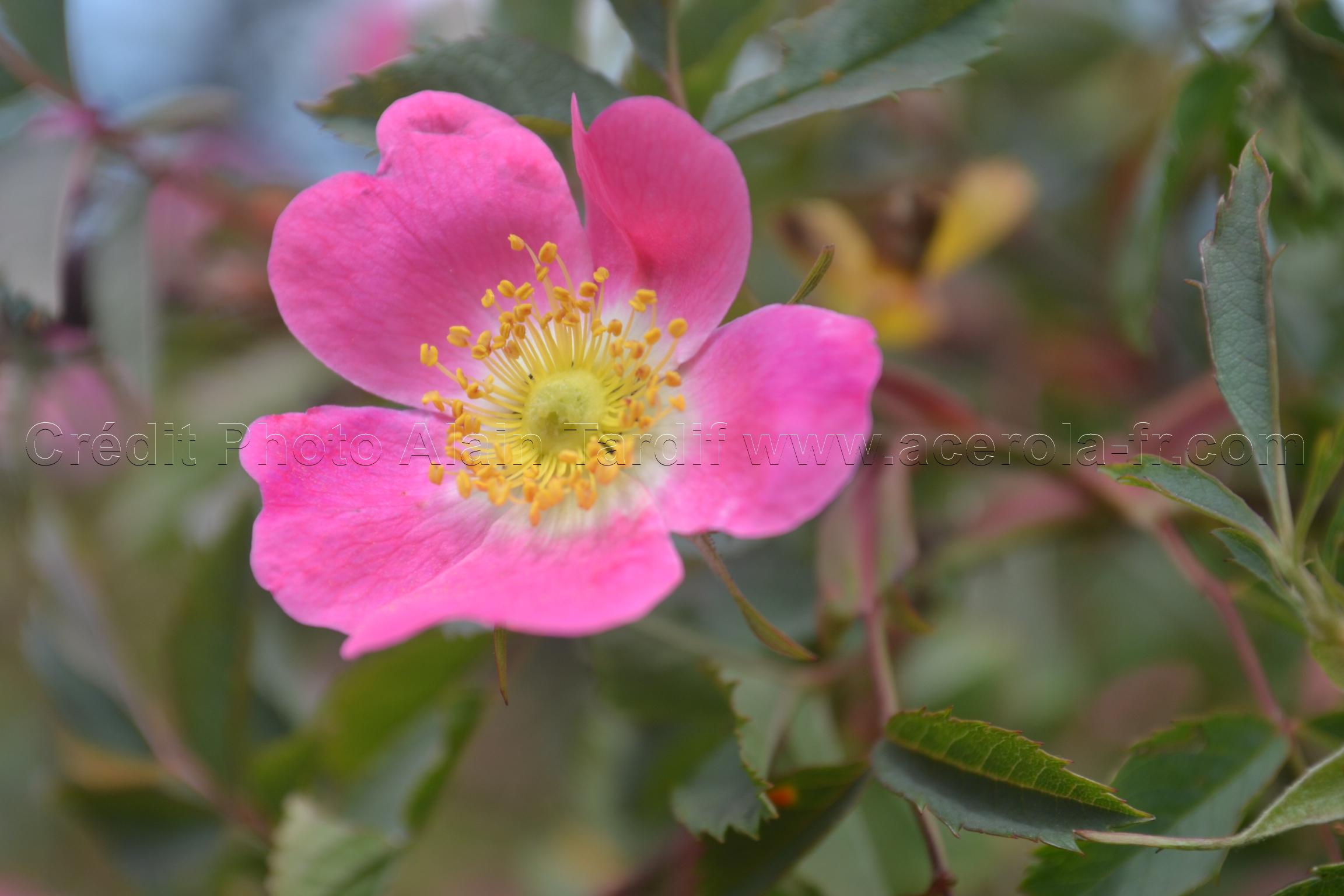 Rosa rubrifolia 3 Rosa rubrifolia ou rosier à feuilles rougeâtres