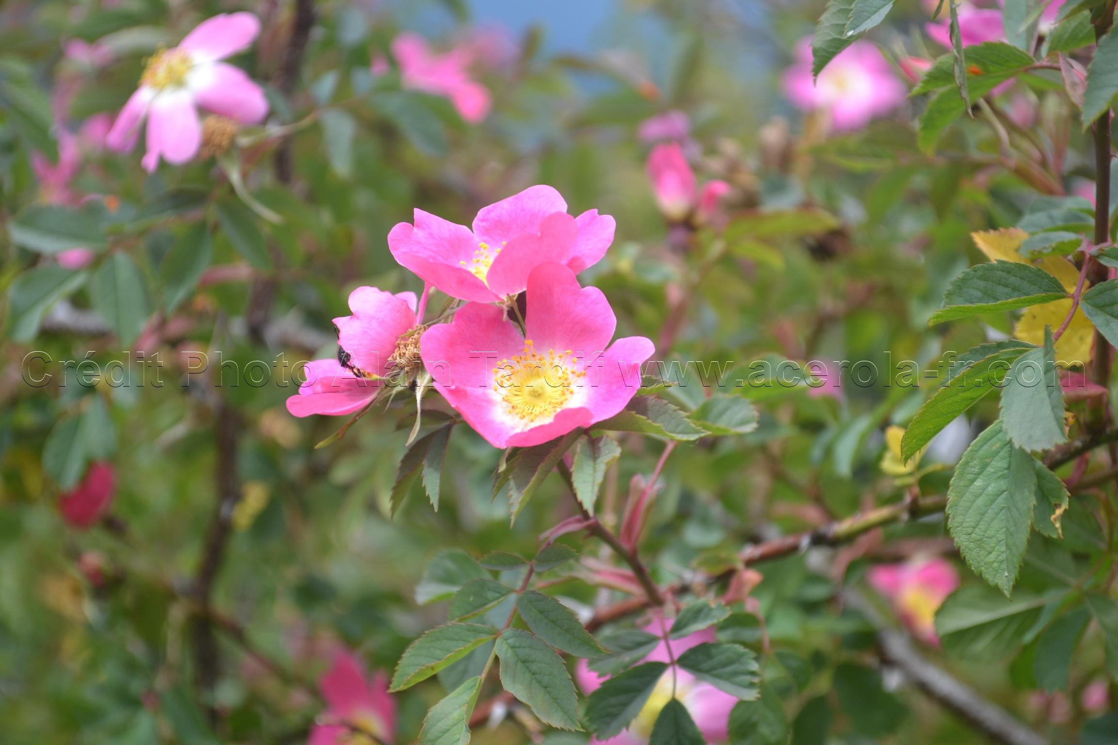 Rosa rubrifolia 4 Rosa rubrifolia ou rosier à feuilles rougeâtres