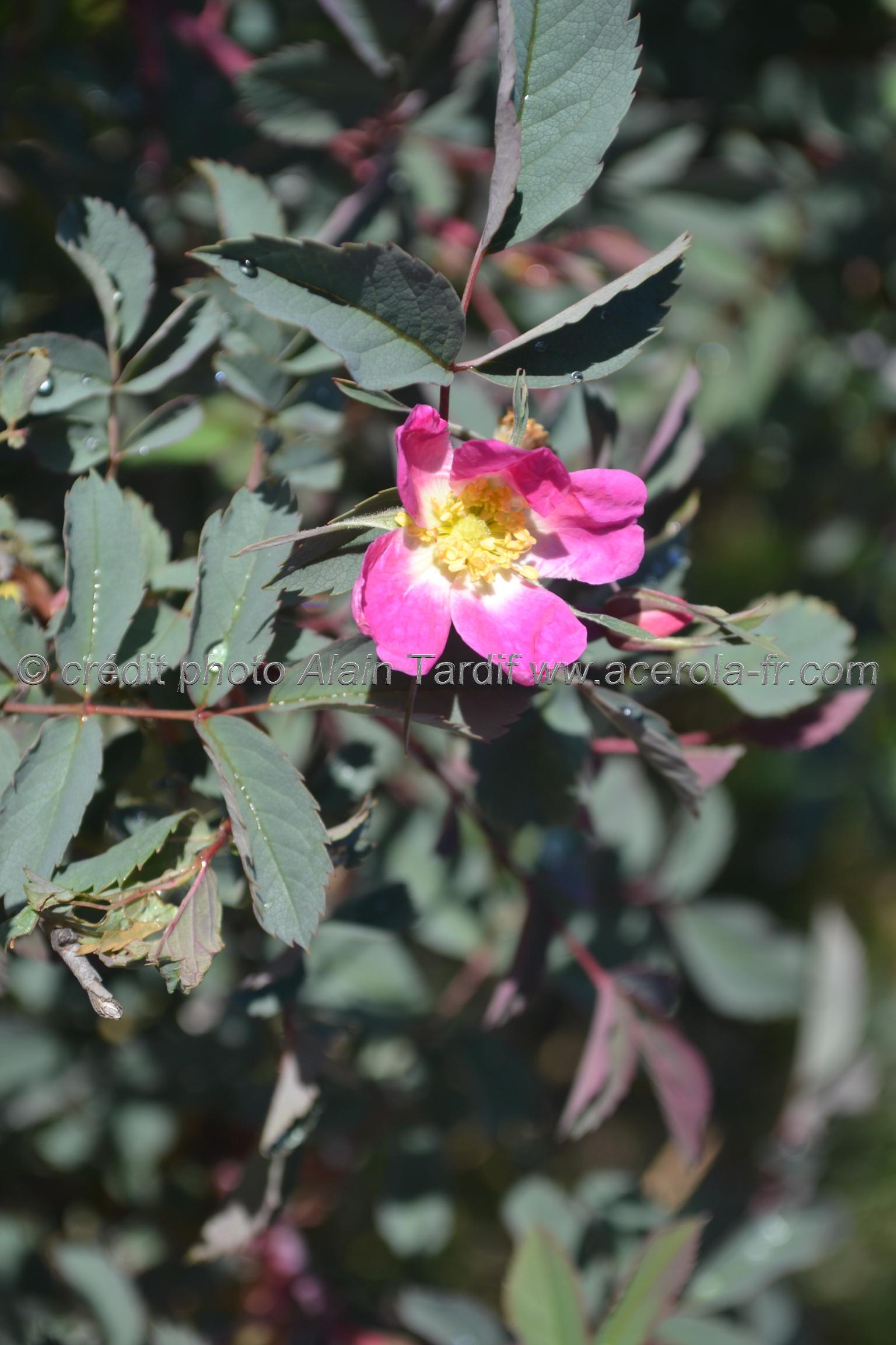 Rosa rubrifolia Rosa rubrifolia ou rosier à feuilles rougeâtres