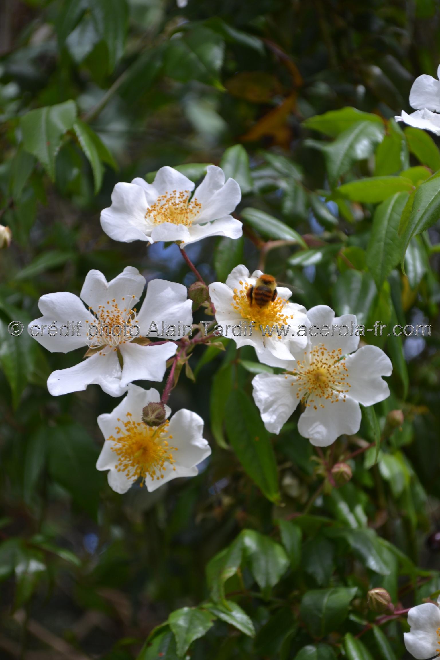 Rosa sempervirens Rosa sempervirens ou rosier sempervirent