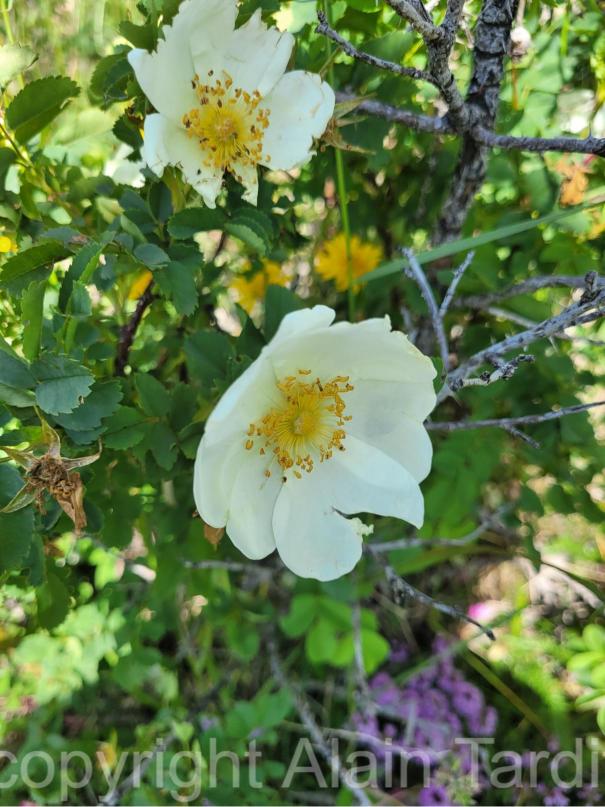Rosa spinosissima 2 Rosa spinosissima ou rosier très épineux