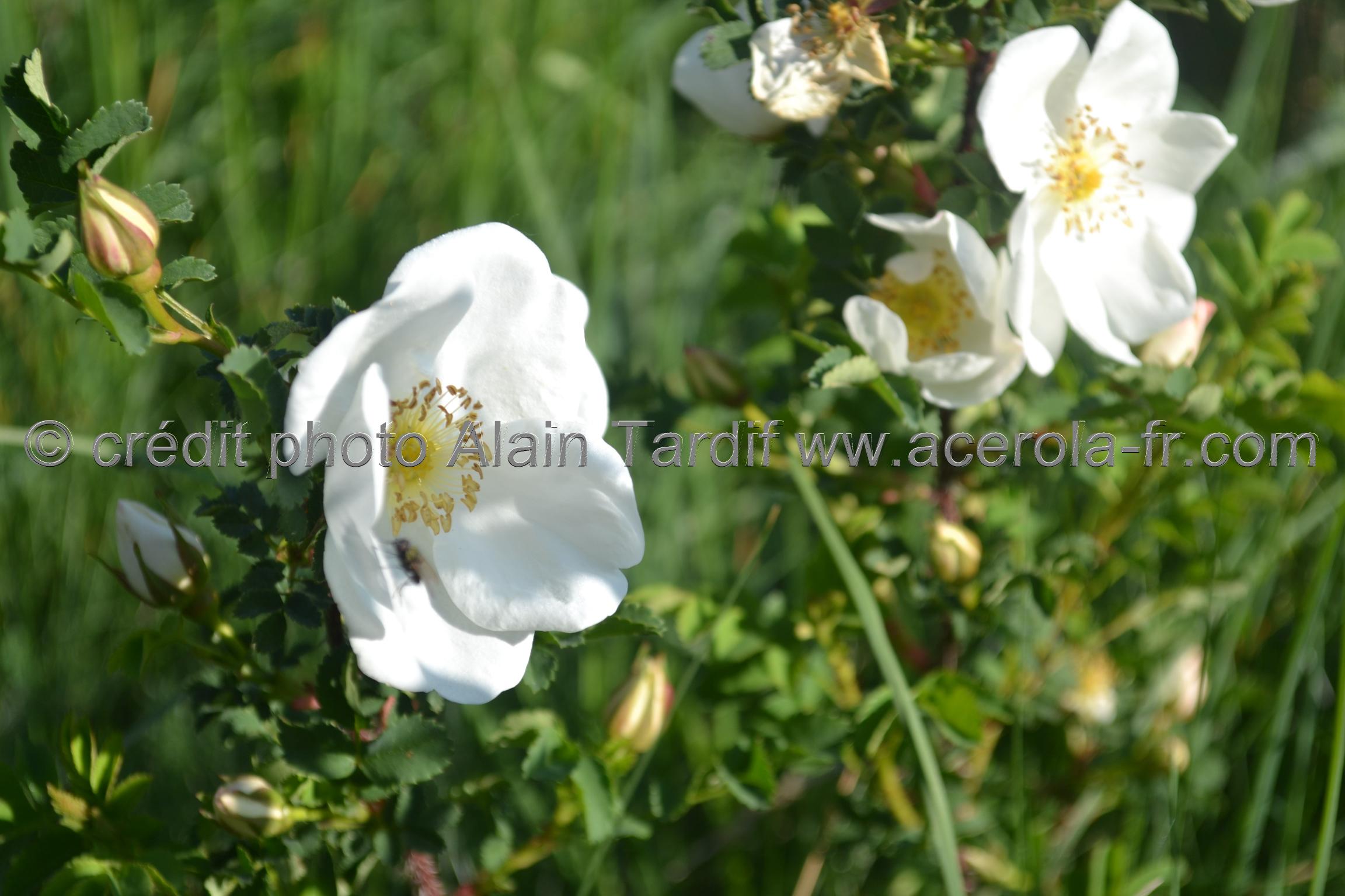 Rosa spinosissima 4 Rosa spinosissima ou rosier très épineux