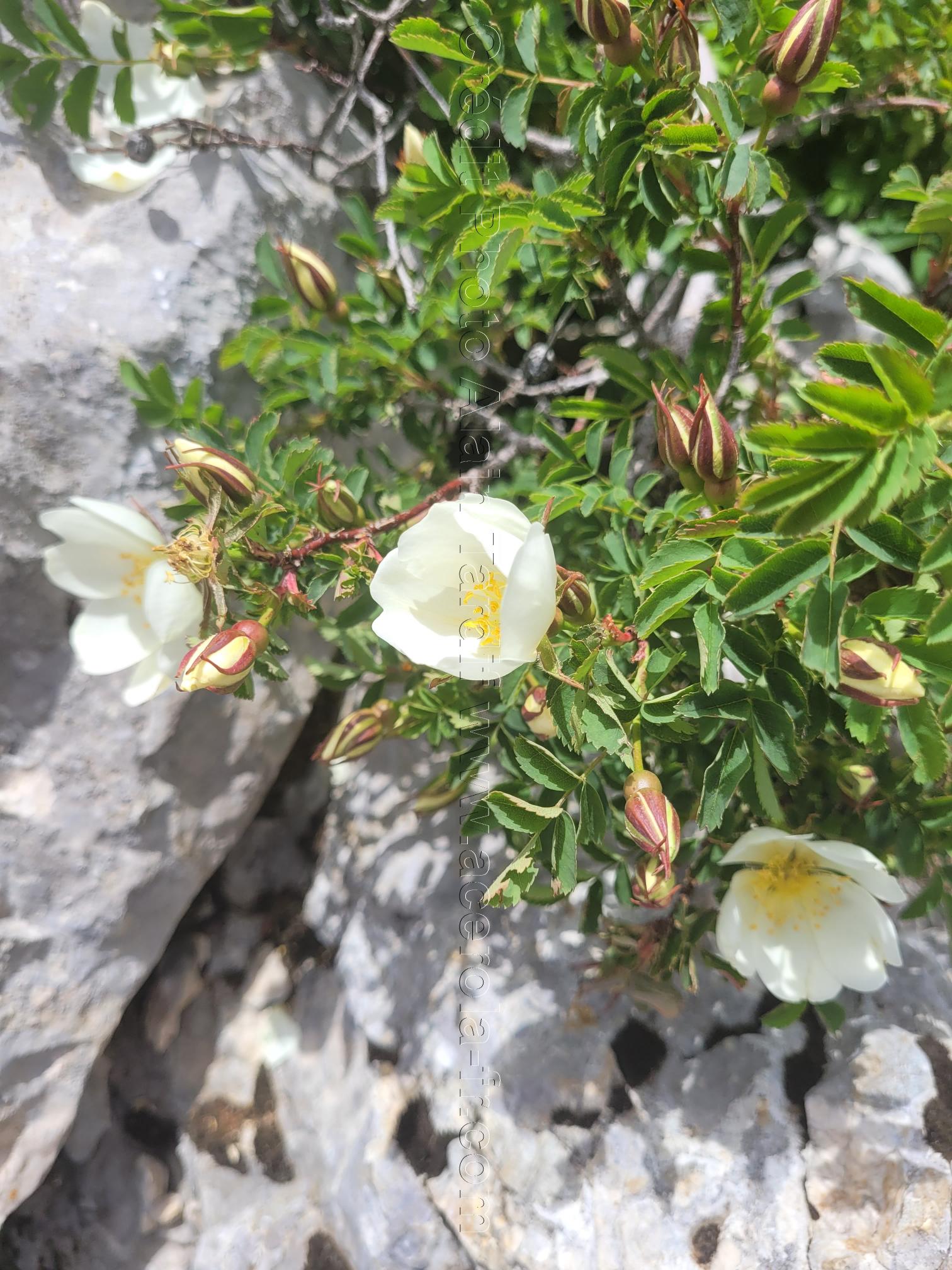 Rosa spinosissima Rosa spinosissima ou rosier très épineux