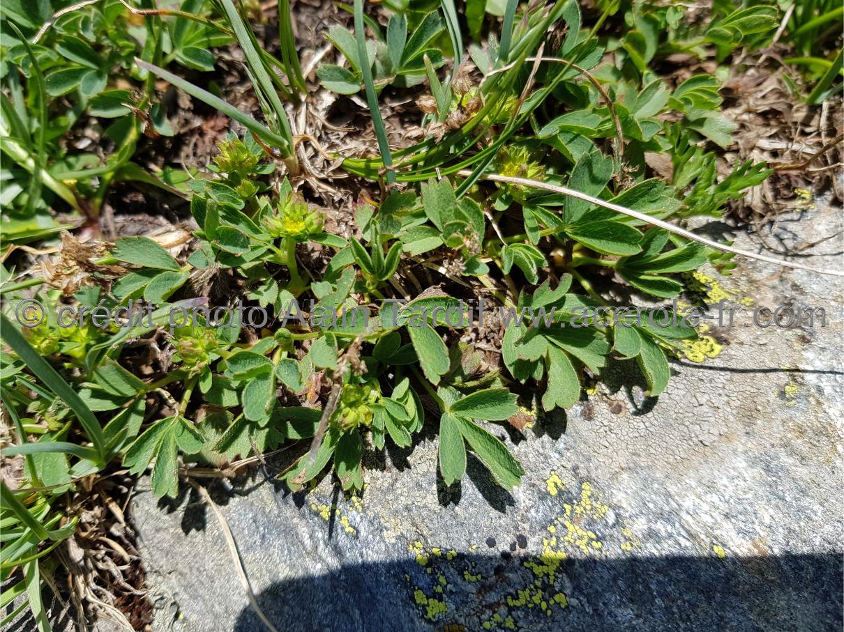 Sibbaldia procumbens Sibbaldia procumbens ou sibbaldie couchée