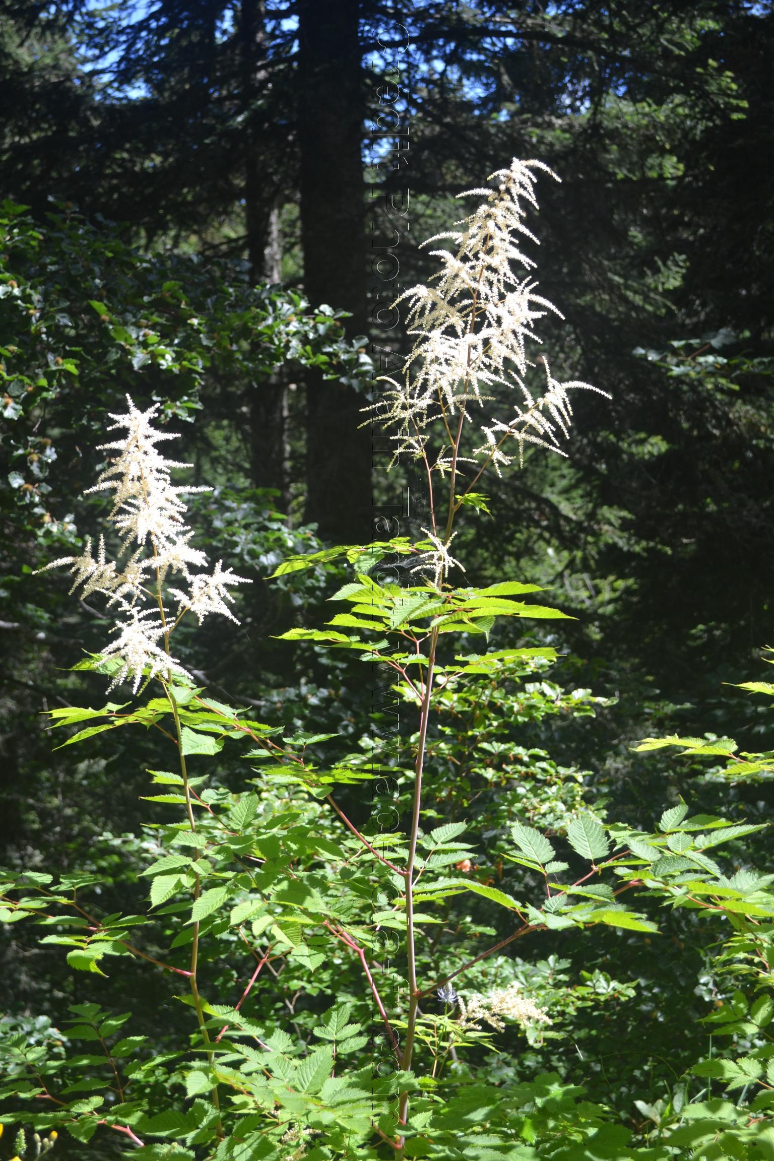 Spiraea aruncus 2 Spiraea aruncus ou barbe de bouc