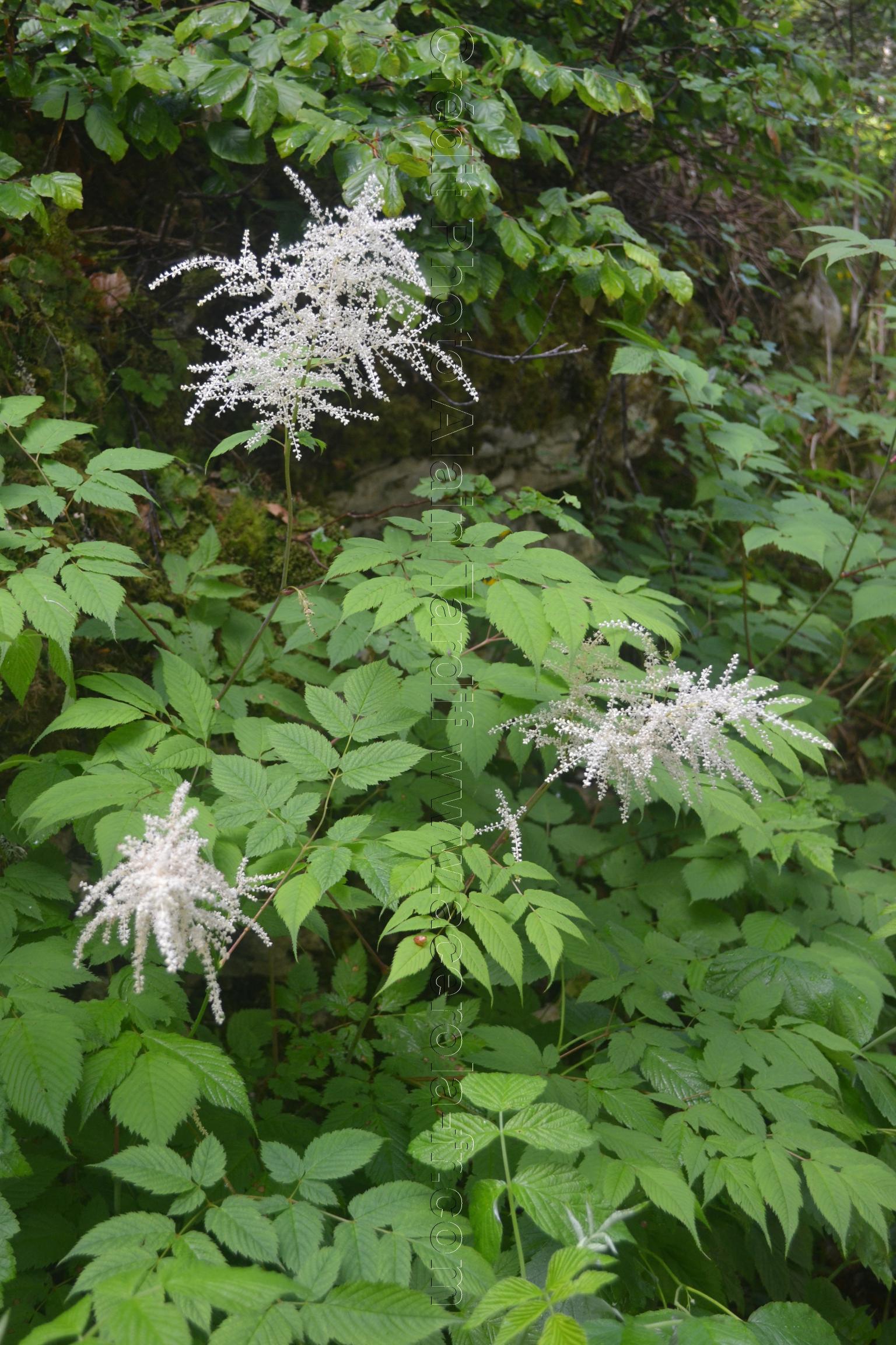 Spiraea aruncus 3 Spiraea aruncus ou barbe de bouc