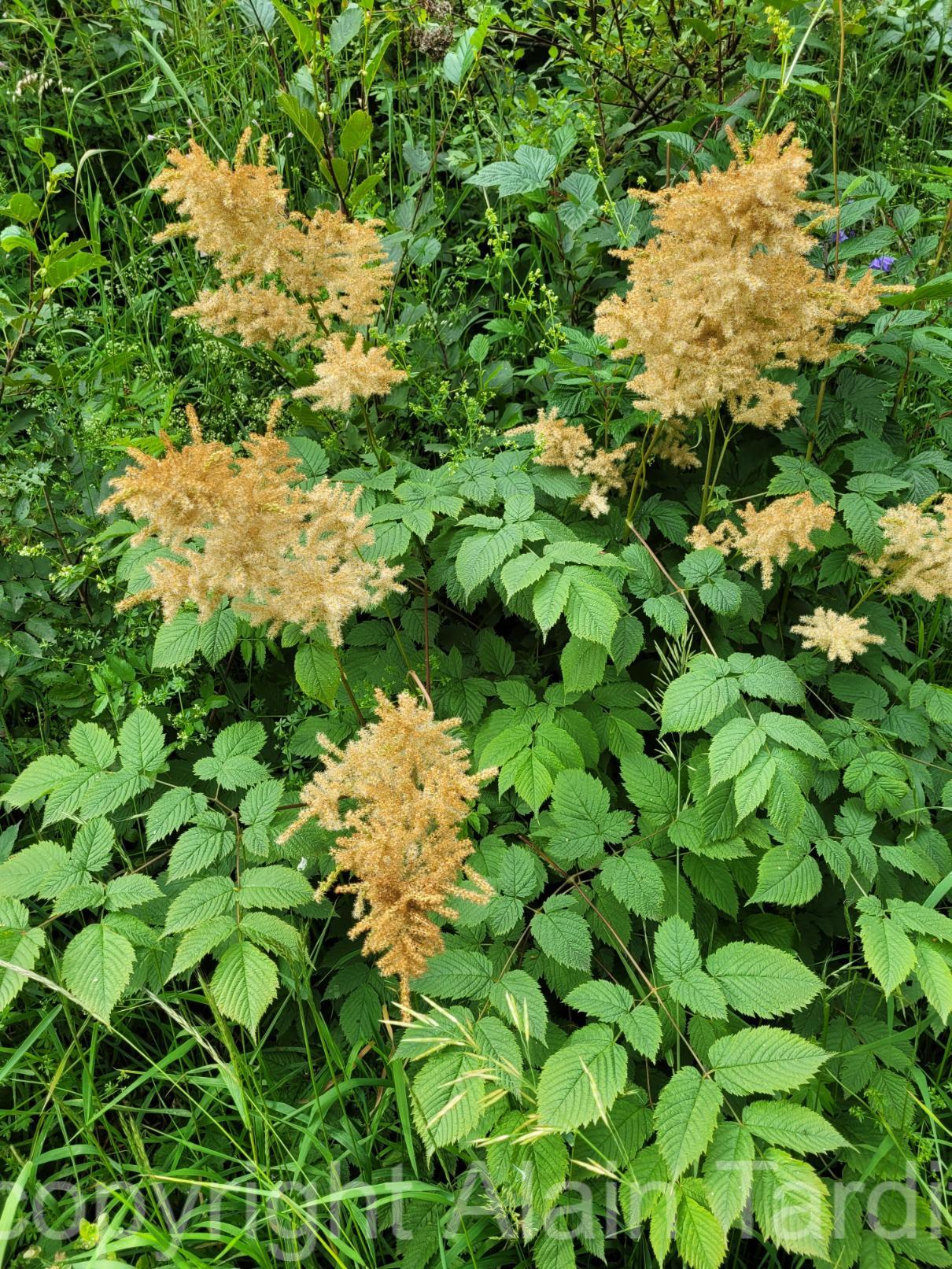 Spiraea aruncus 5 Spiraea aruncus ou barbe de bouc