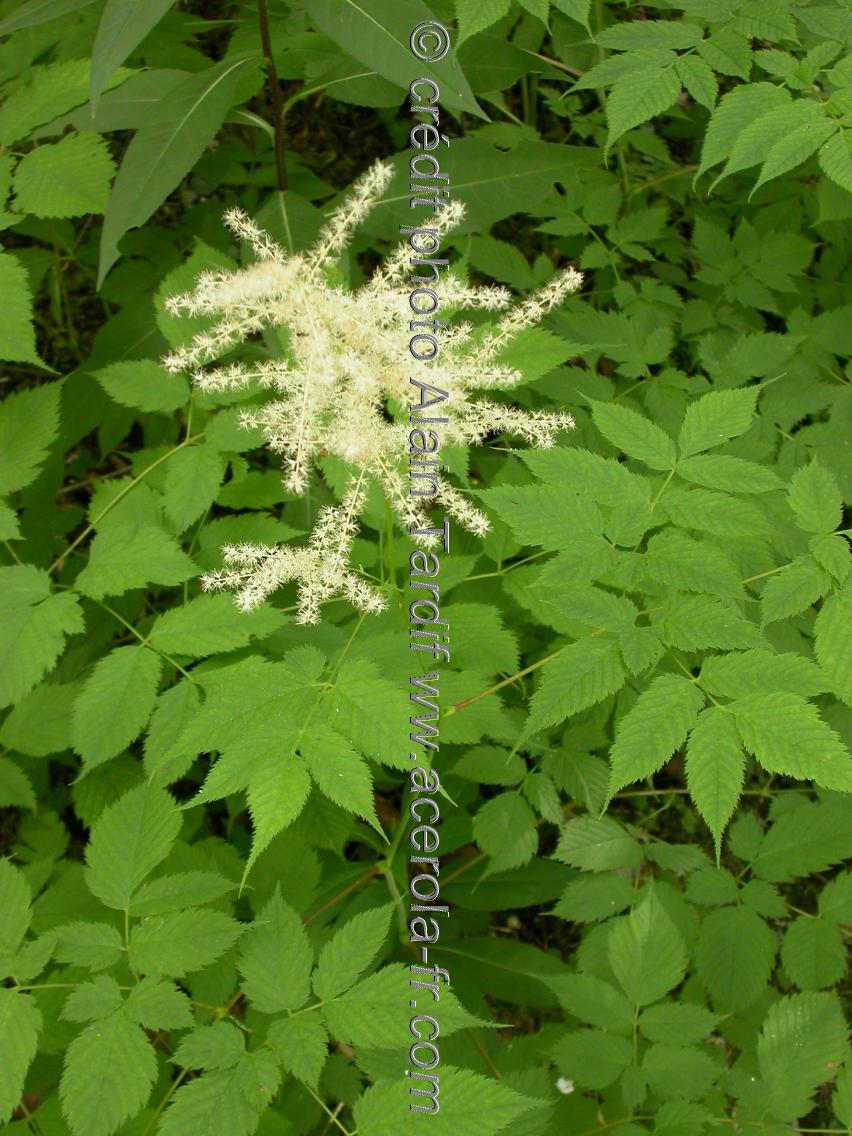 Spiraea aruncus Spiraea aruncus ou barbe de bouc