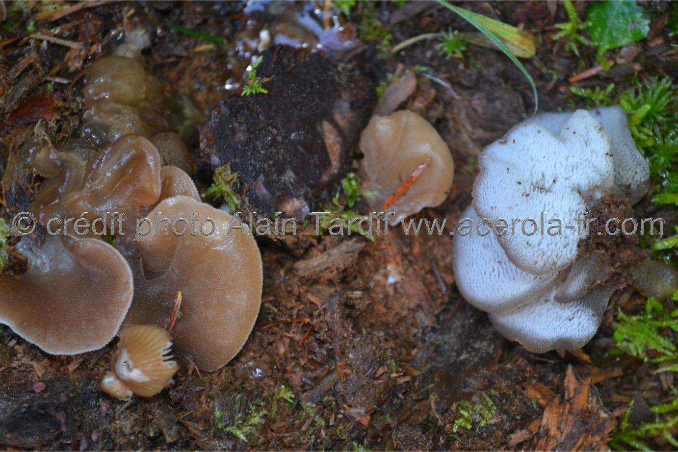 Tremellodon gelatinosum Tremellodon gelatinosum ou faux hydne gélatineux