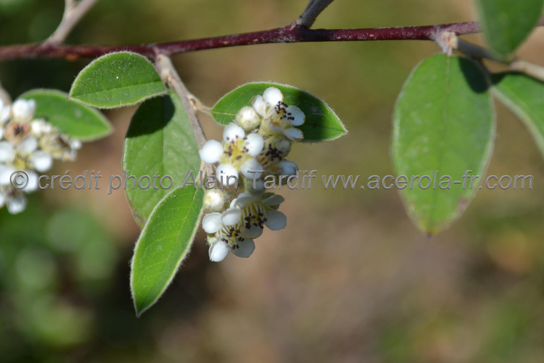 cotoneaster vulgaris 5 Cotoneaster vulgaris ou cotonéaster vulgaire