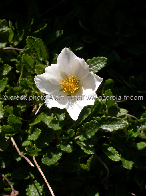 dryas octopetala Dryas octopetala ou dryade à 8 pétales