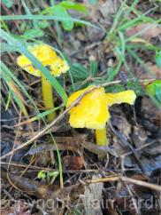 hygrophorus chlorophana 2 Hygrocybe chlorophana ou hygrophore jaune soufre