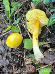 hygrophorus chlorophana Hygrocybe chlorophana ou hygrophore jaune soufre