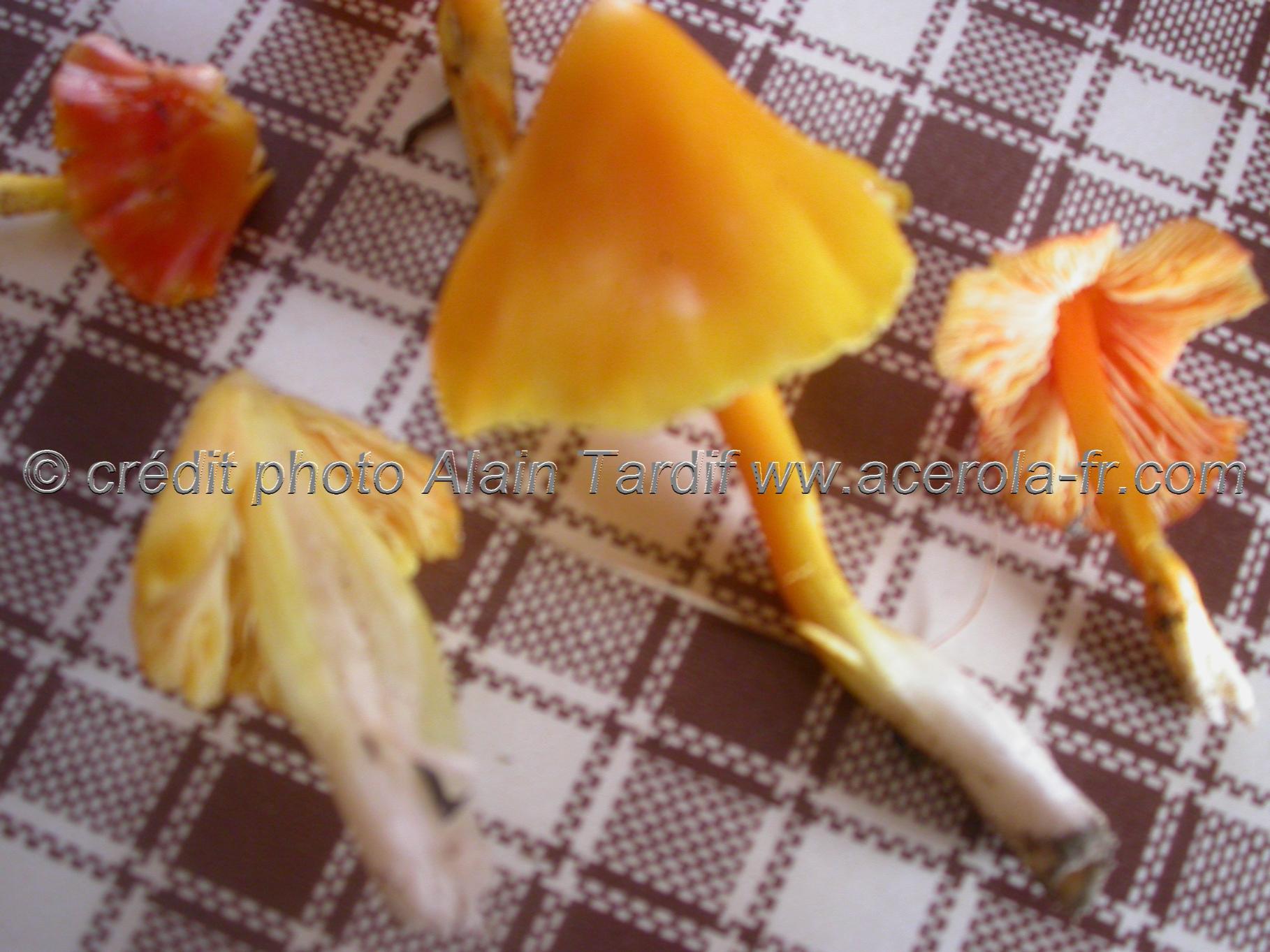 hygrophorus croceus 2 Hygocybe crocea ou hygrophore safran