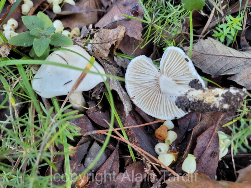 hygrophorus eburneus 3 Hygrophorus eburneus ou hygrophore blanc d'ivoire