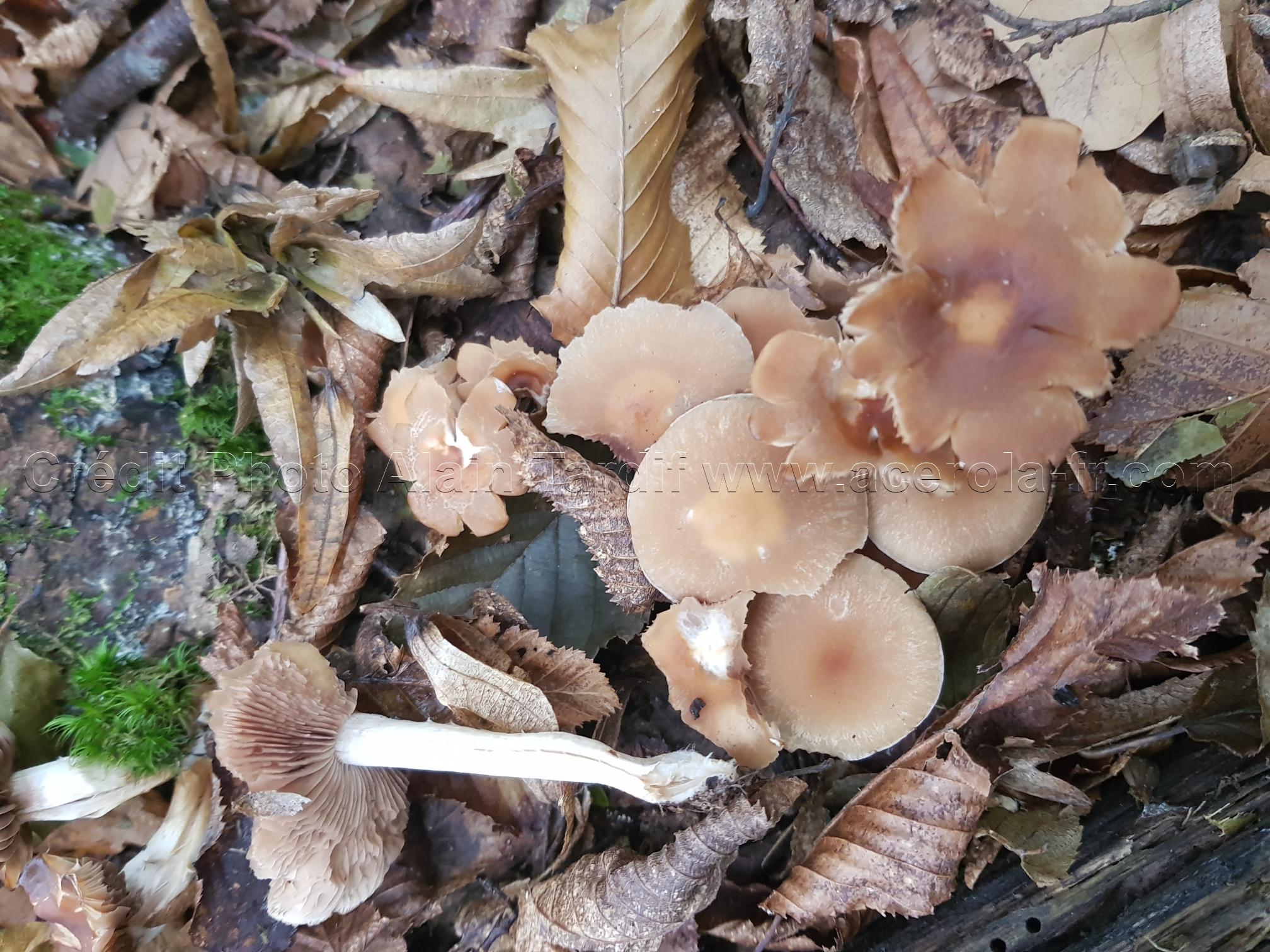 hypholoma capnoides 2 Hypholoma capnoides ou hypholome doux