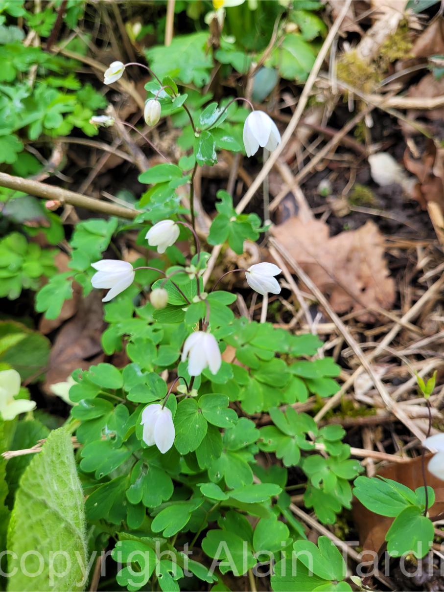 isopyrum thalictroides 2 isopyrum thalictroides ou isopyre faux pigamon