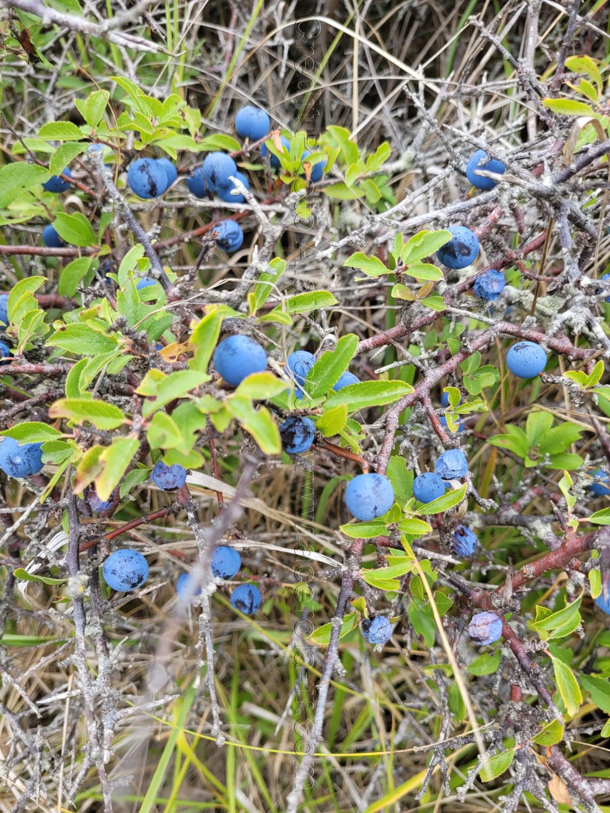prunus spinosa fruits Prunus spinosa ou prunellier