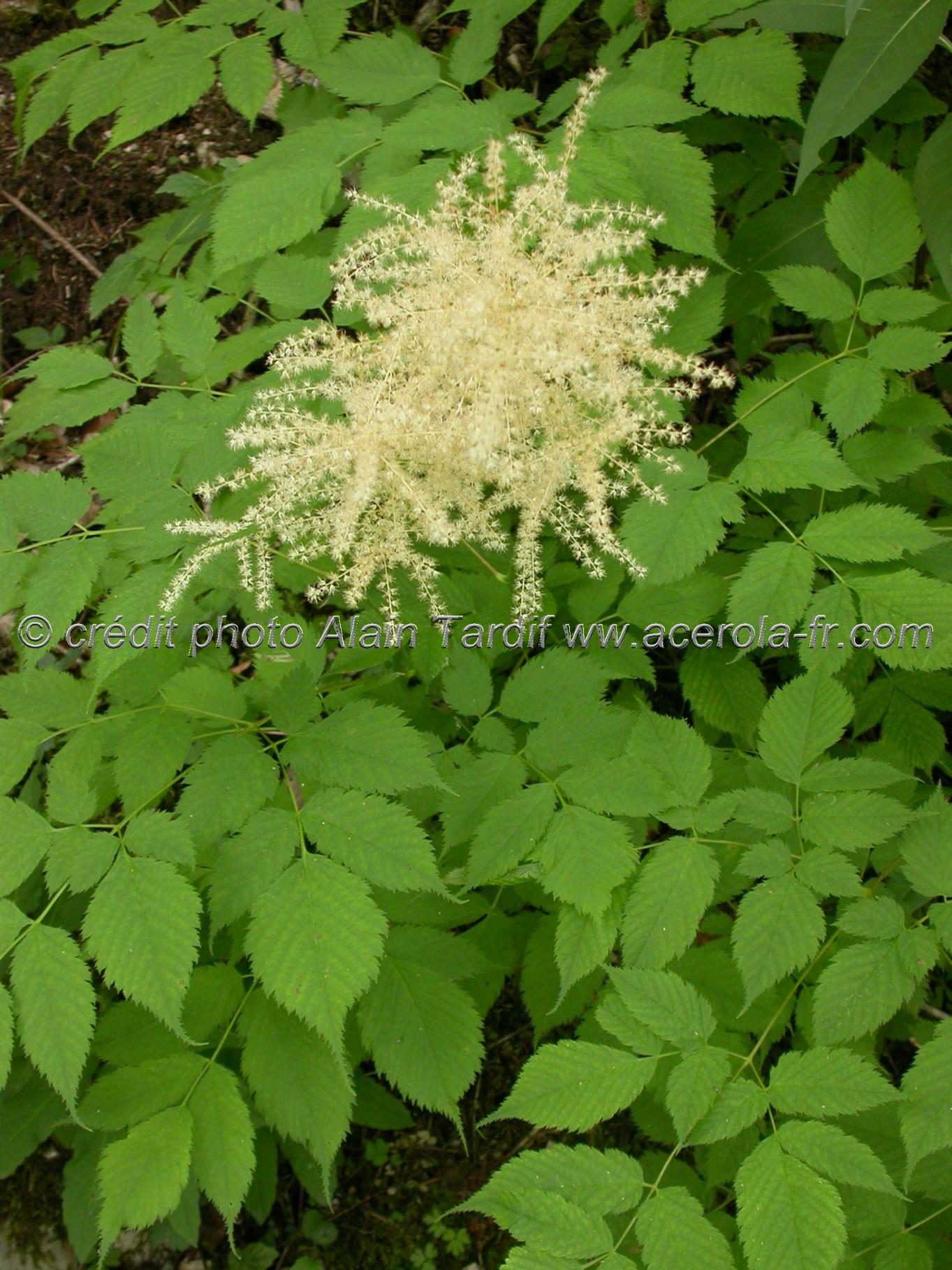 spiraea aruncus 4 Spiraea aruncus ou barbe de bouc