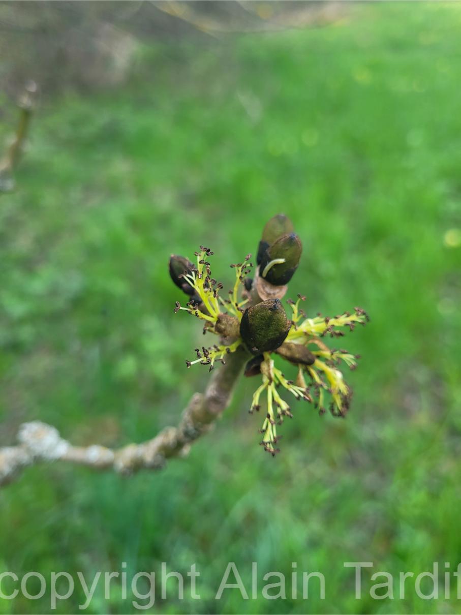 20250419_091256 Fraxinus excelsior ou frêne