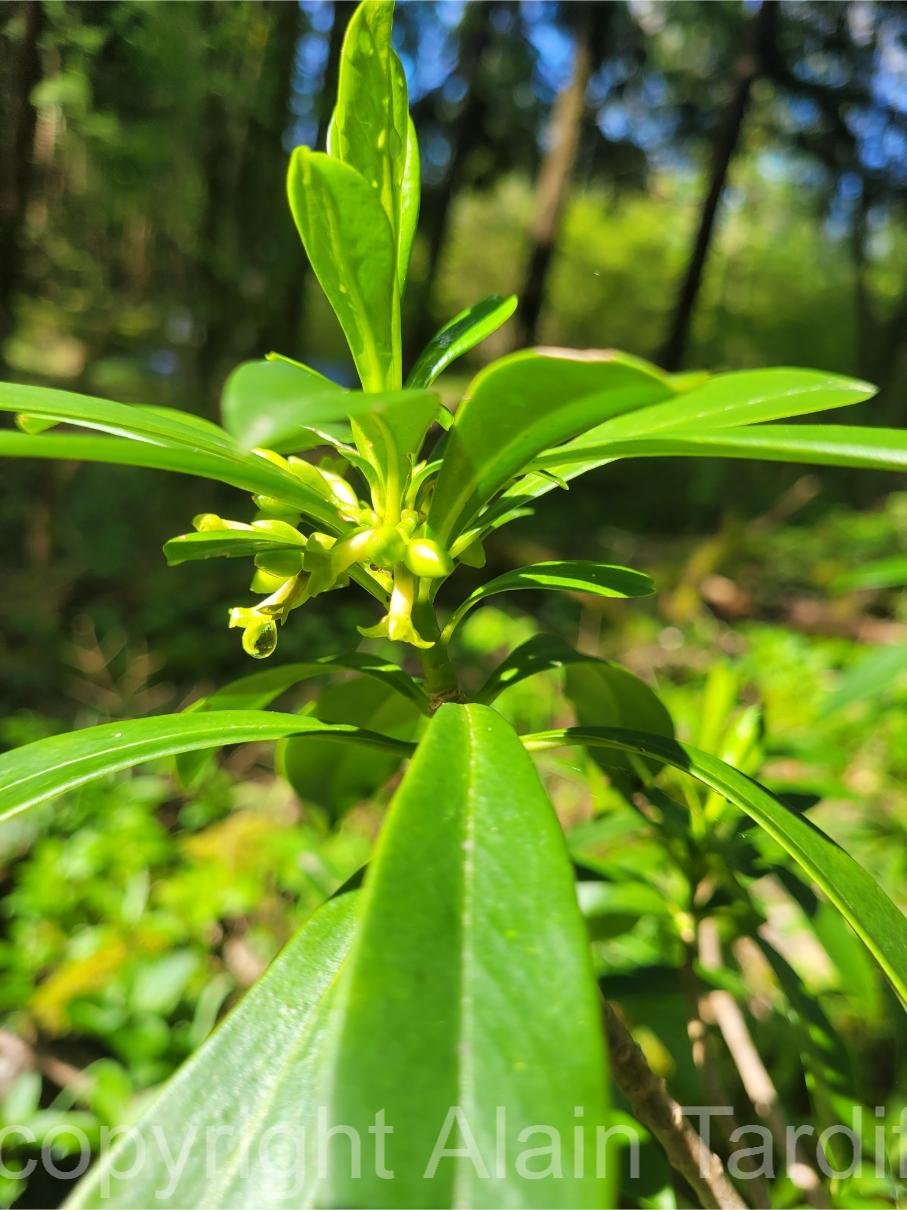20250424_103601 Daphne laureola ou laurier des bois