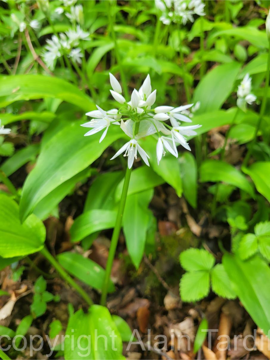 20250424_133530 Allium ursinum - ail des ours