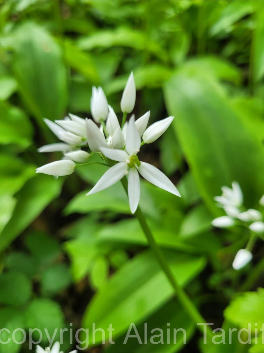 20250424_133538 Allium ursinum - ail des ours