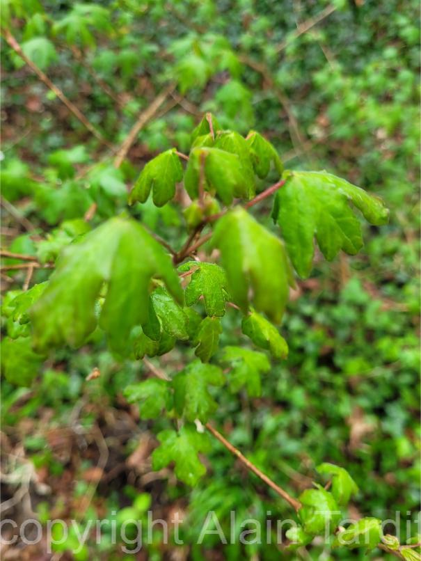 Acer campestre 2 Acer campestre ou érable champêtre