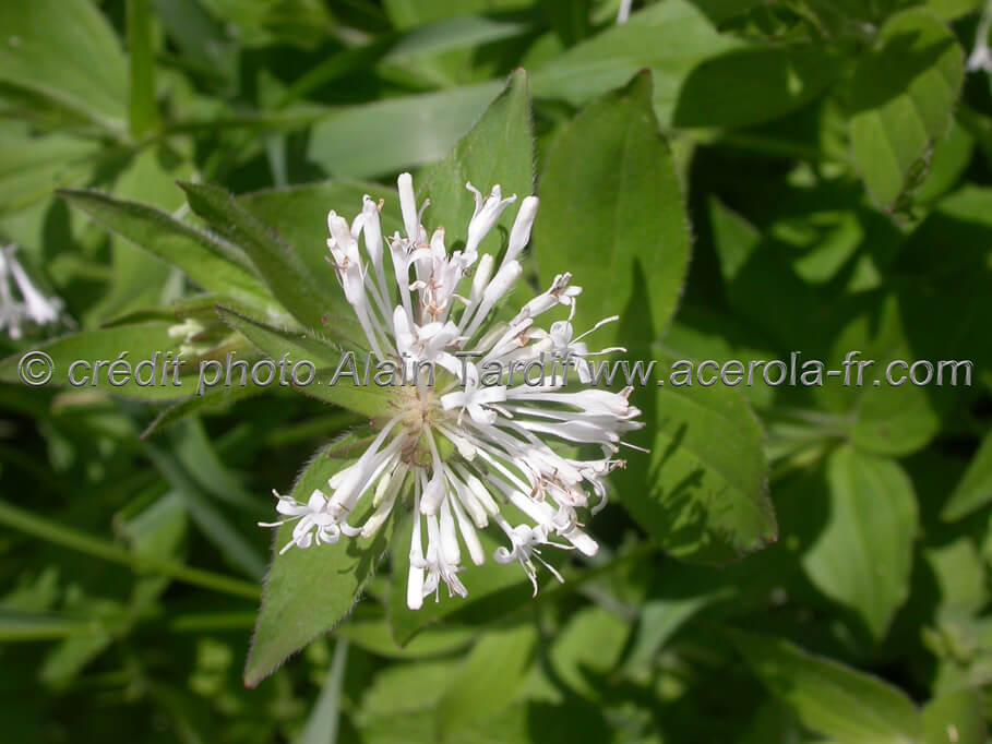 Asperula taurina Asperula taurina ou aspérule de Turin