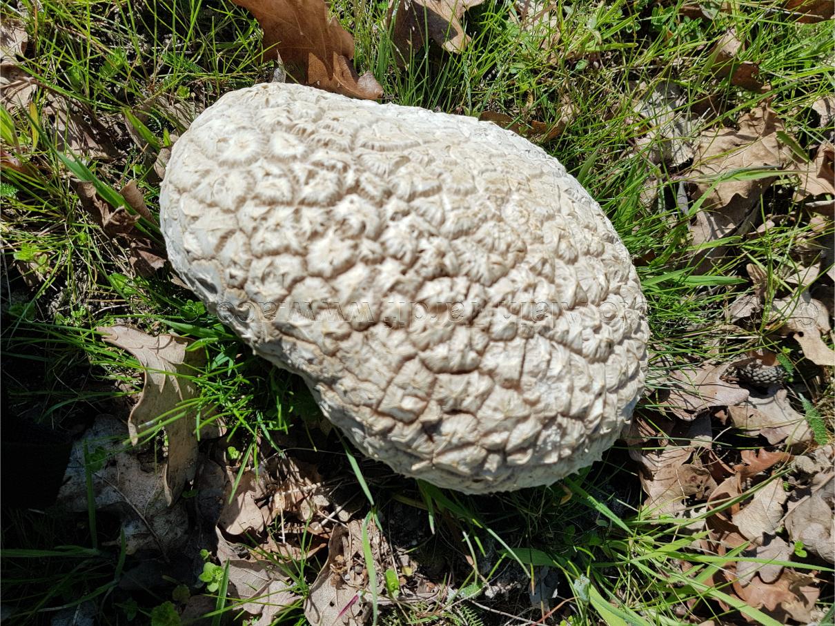 Calvatia utriformis 2 Calvatie en outre ou calvatia utriformis