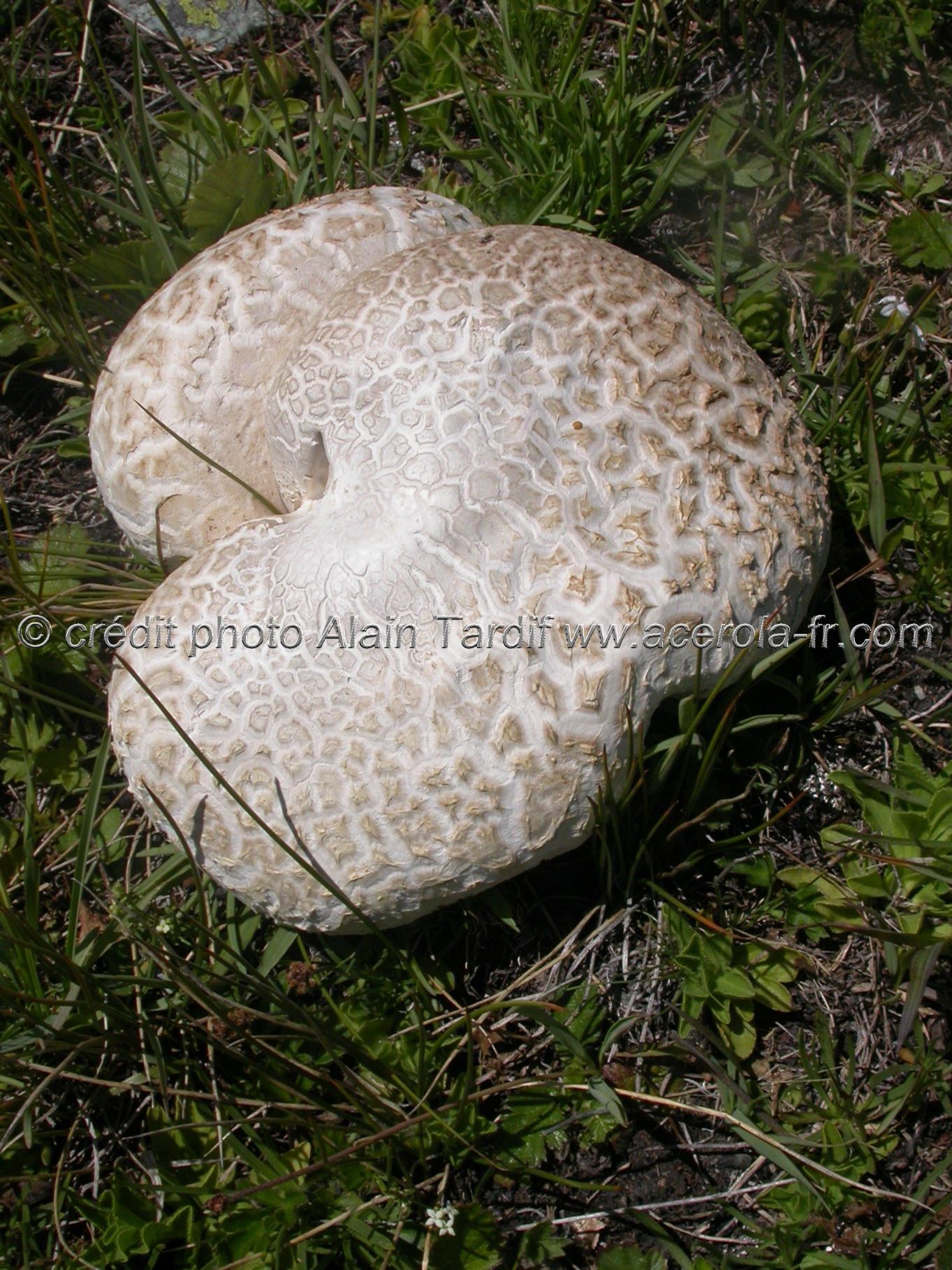 Calvatia utriformis Calvatie en outre ou calvatia utriformis