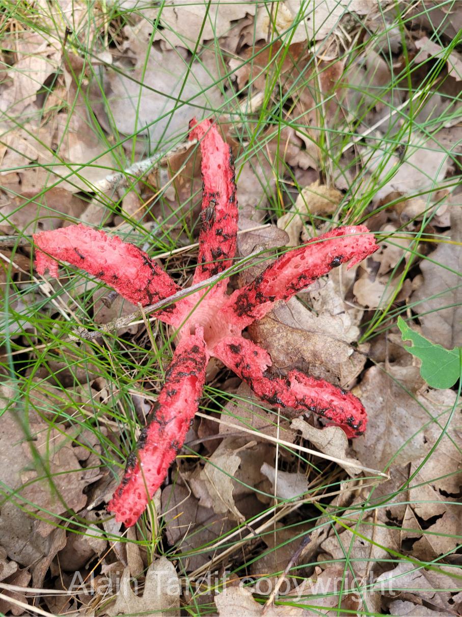 Clathrus archeri 2 Clathrus archeri ou anthurus d'Archer
