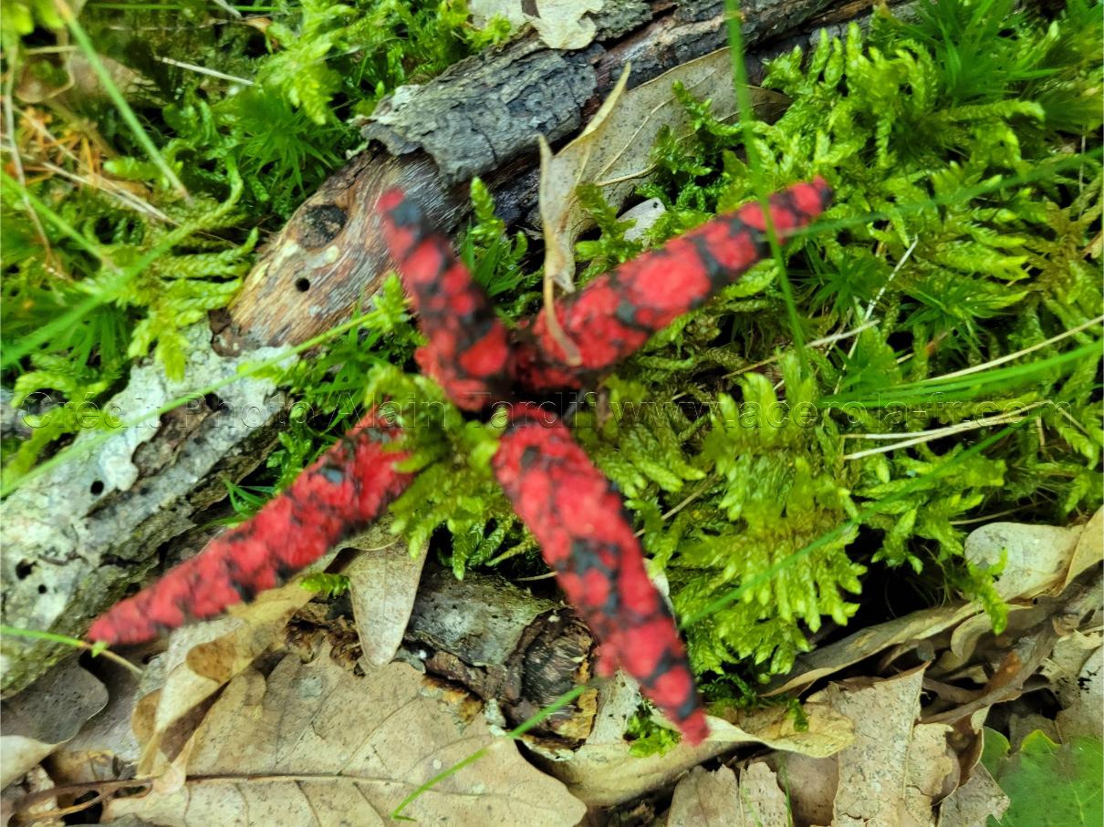 Clathrus archeri 4 Clathrus archeri ou anthurus d'Archer