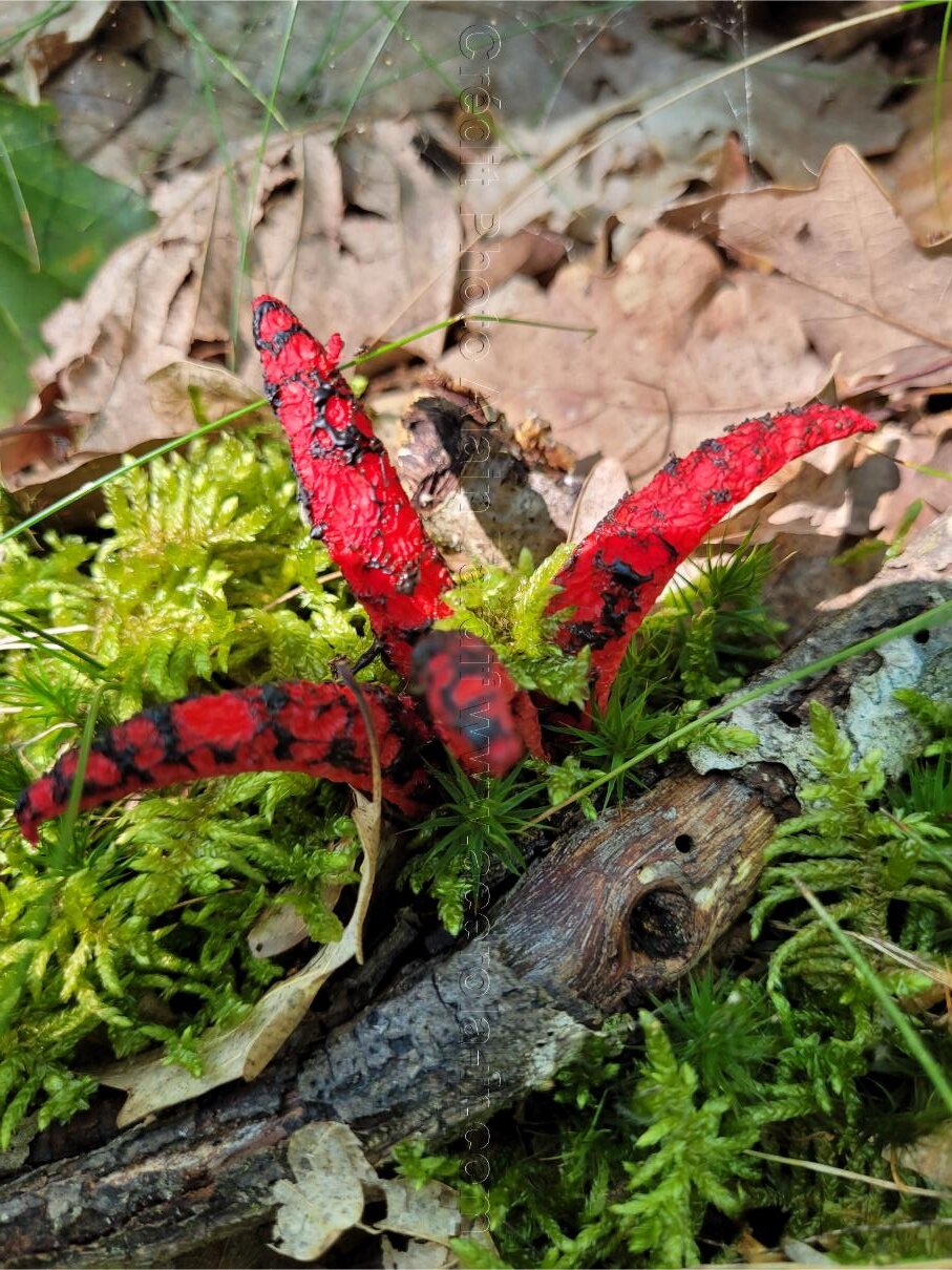 Clathrus archeri 5 Clathrus archeri ou anthurus d'Archer
