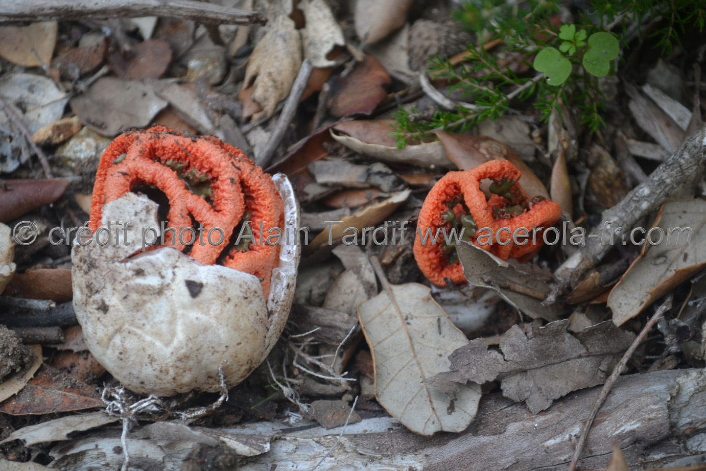 Clathrus cancellatus les phallacées, clathrus ruber ou clathre rouge