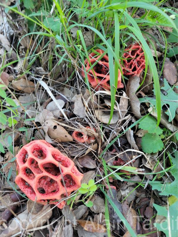 Clathrus ruber 2 clathrus ruber ou clathre rouge