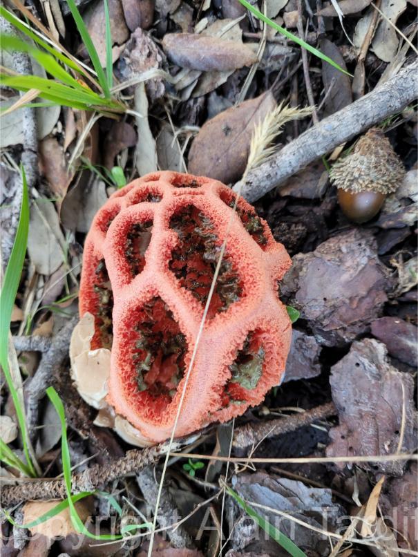 Clathrus ruber clathrus ruber ou clathre rouge